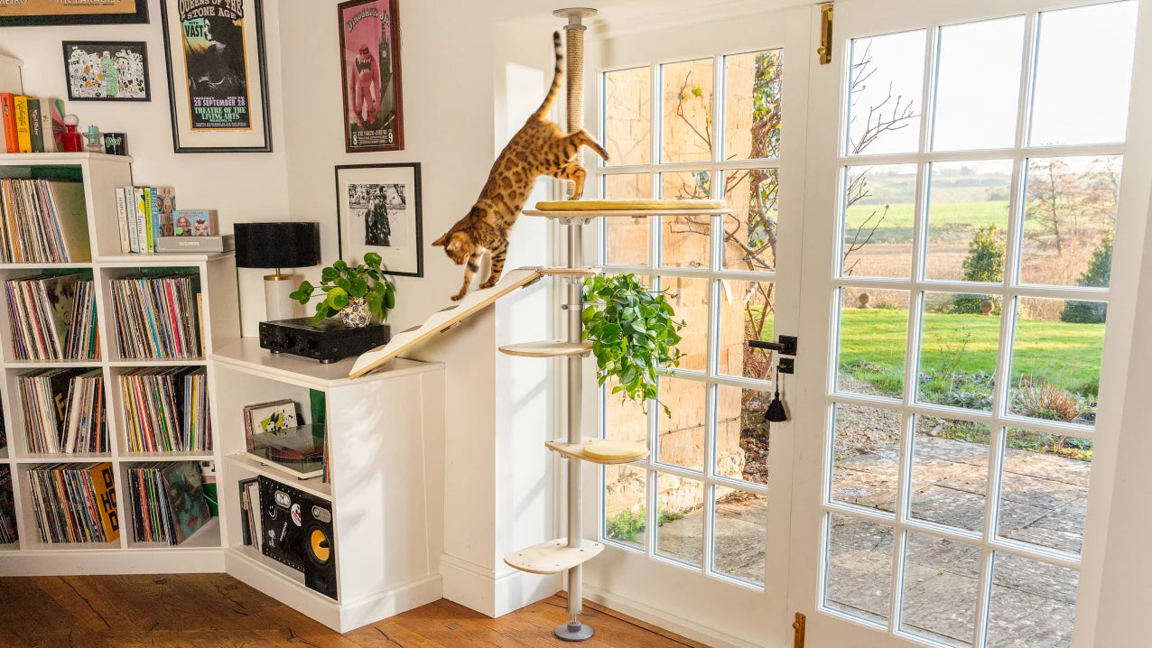 Cat climbing down ramp on cat tree