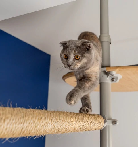 Cat balancing on sisal scratcher