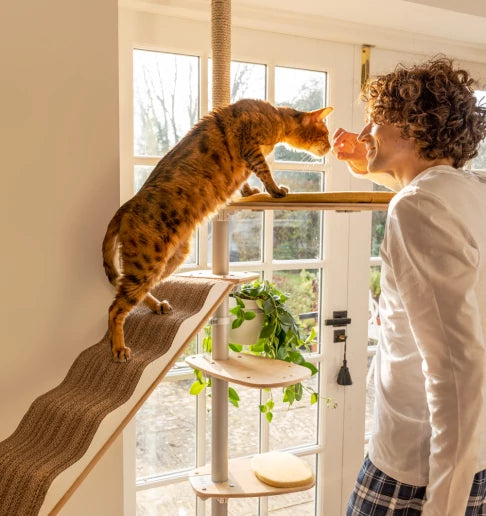 Cat engaging with it's owner for a treat while climbing the cat tree