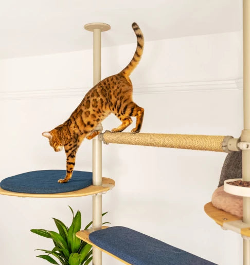Cat climbing onto cat tree platform