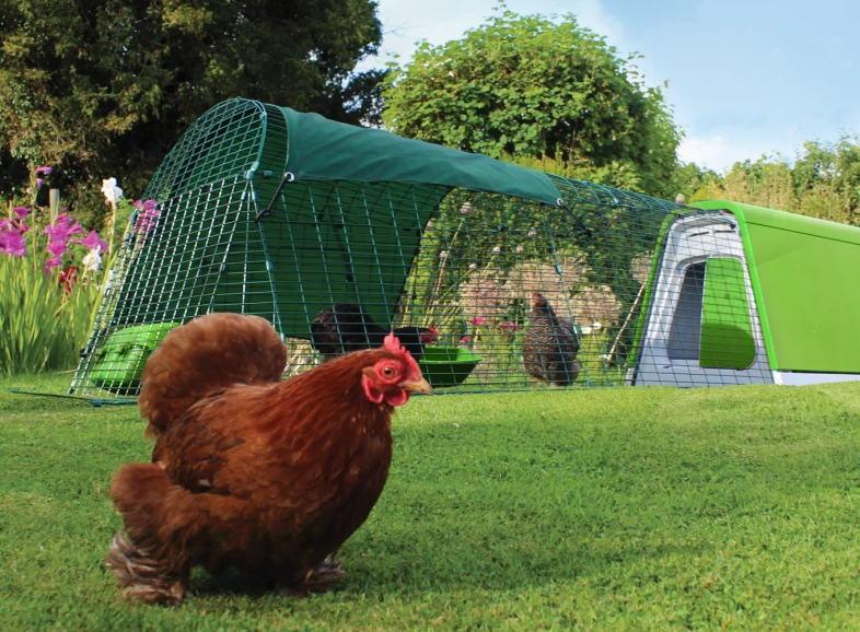 Chicken free ranging in a beautiful garden