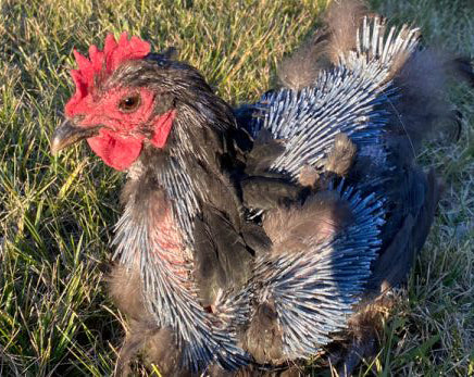 Chicken growing new pin feathers after the molt