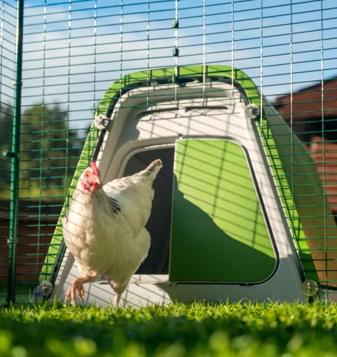 Chicken coop attached to large walk in run with chickens enjoying the extra space