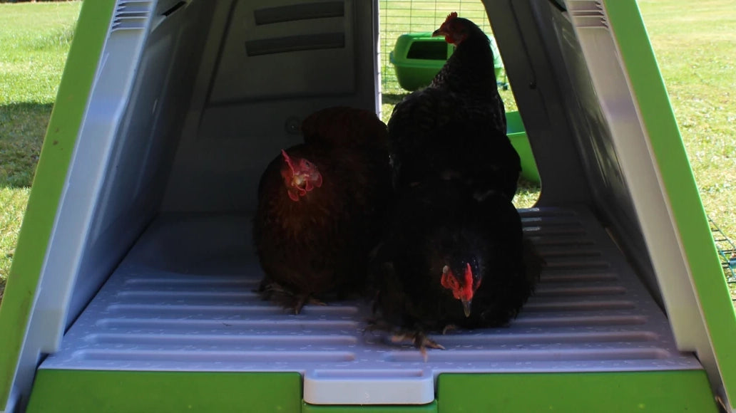 Woman power washing plastic chicken coops components