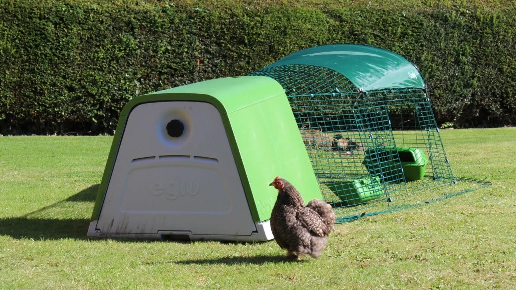 Modern chicken tractor with wheels to easily move to fresh grass
