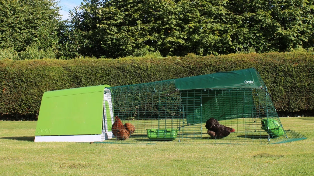Chicken climbing ladder into chicken coop