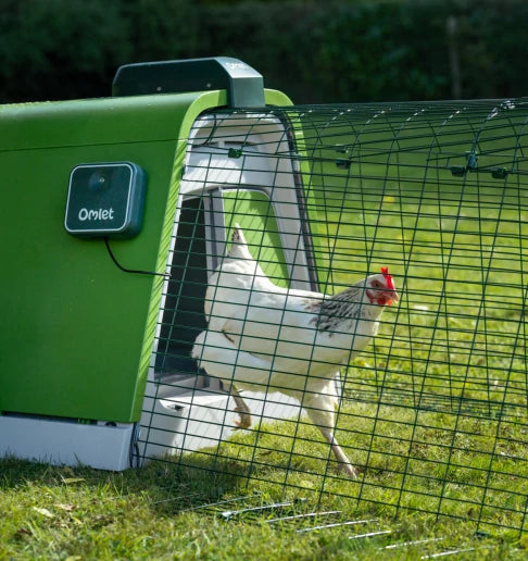 Chicken door automatically opening in the morning while a chicken emerges