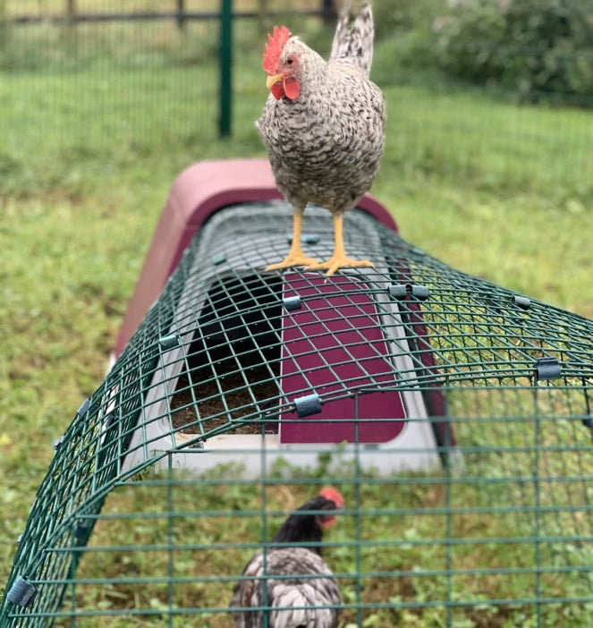 Chicken on top of chicken coop
