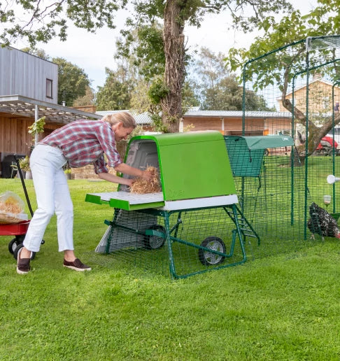Adding fresh straw to the nesting area for chickens to lay eggs in