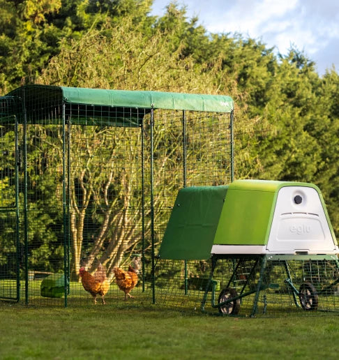 Chicken coop attached to large walk in run with chickens enjoying the extra space