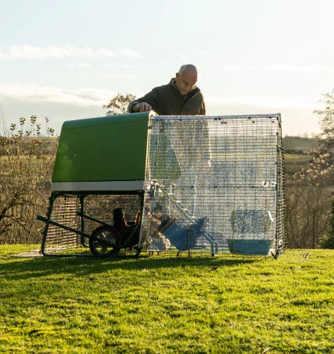 Chicken keeper admiring his flock