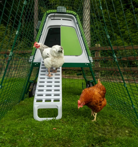 Chickens climbing the ladder to their modular chicken coop