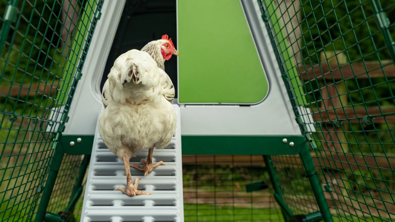 Chicken climbing ladder into chicken coop