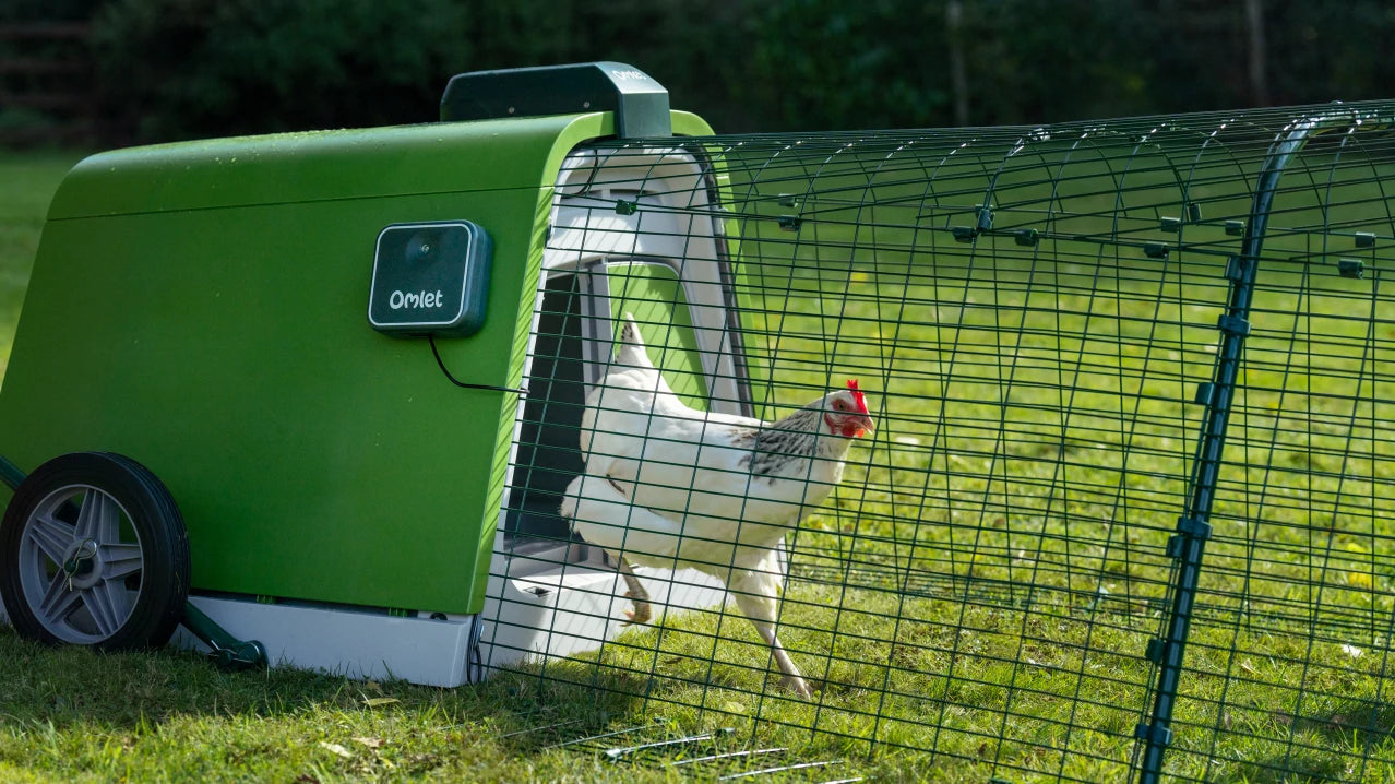Young girl bringing treats to her chickens
