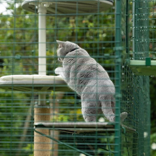 Omlet Outdoor Cat Shelf for Catio