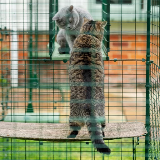 Omlet Outdoor Cat Shelf for Catio
