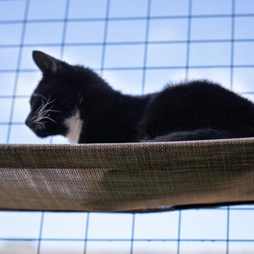 Omlet Outdoor Cat Shelf for Catio
