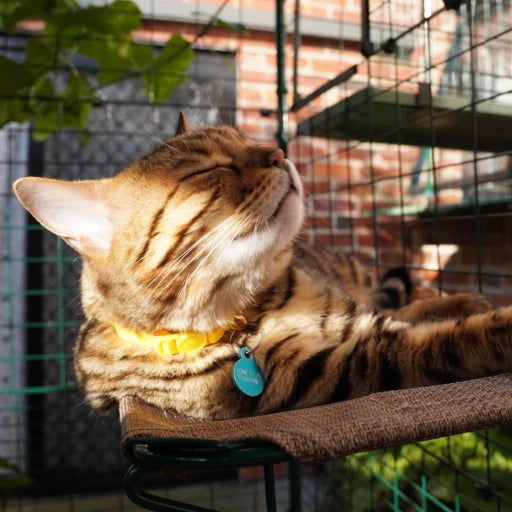 Omlet Outdoor Cat Shelf for Catio