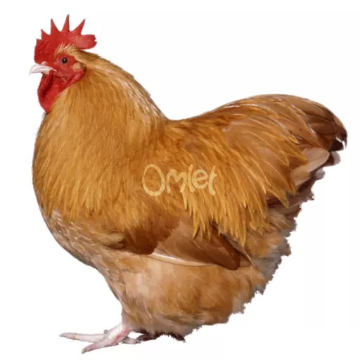 Buff orpington hen