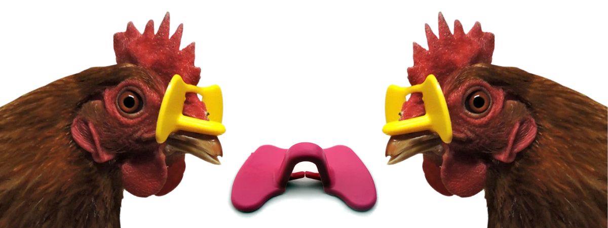 Chickens with chicken blinders installed