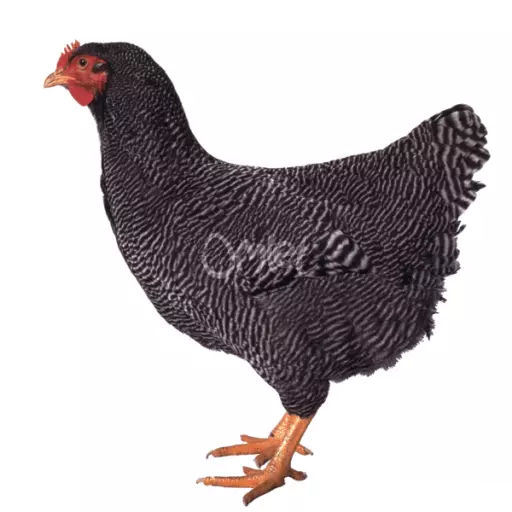 Barred plymouth rock hen
