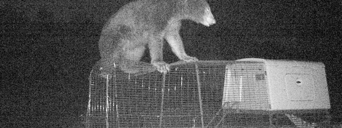 Bear trying to get into a Omlet Eglu Cube chicken coop run