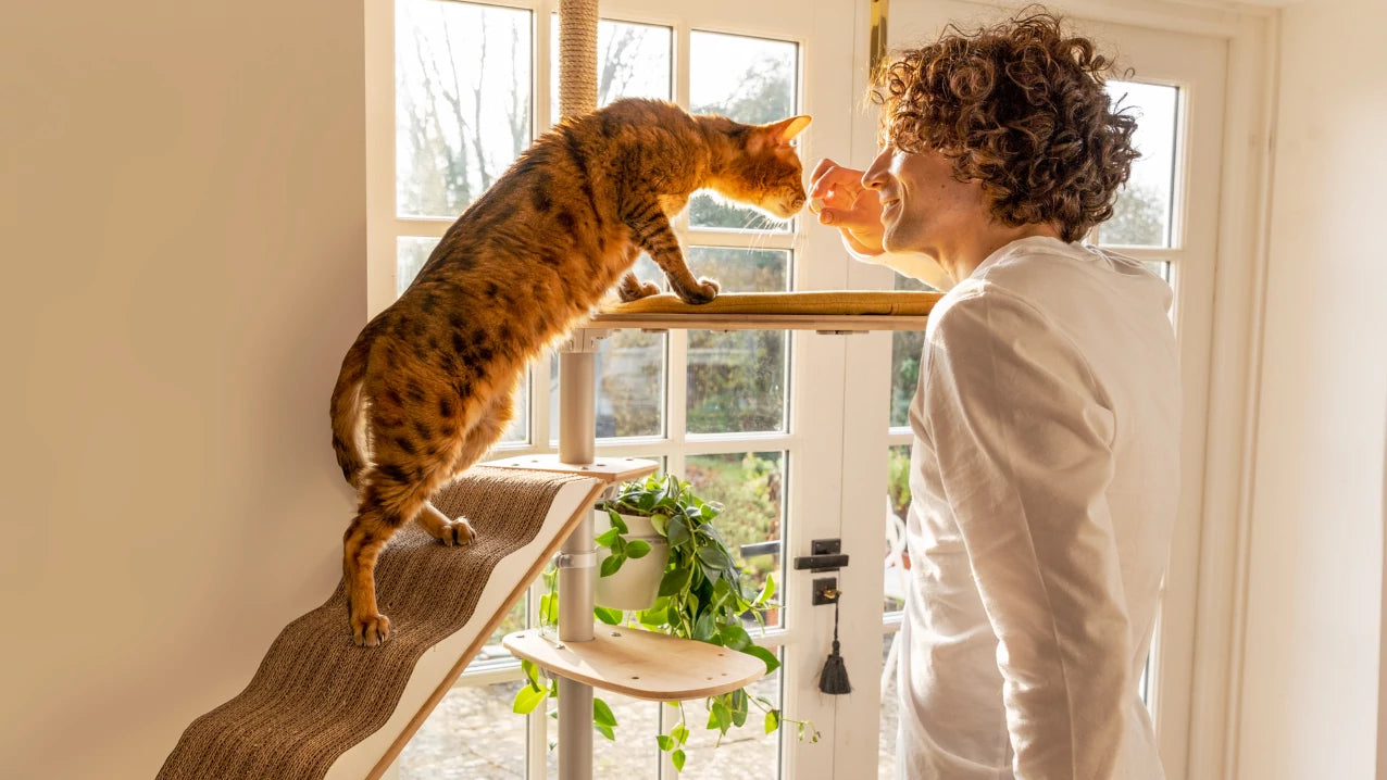 Cat climbing to get a treat from their human