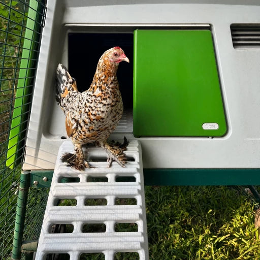 Ultimate Ladder for Eglu Cube Chicken Coop