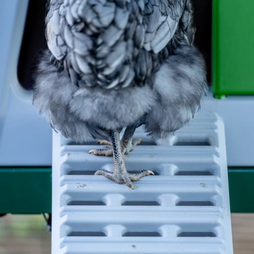 Ultimate Ladder for Eglu Cube Chicken Coop