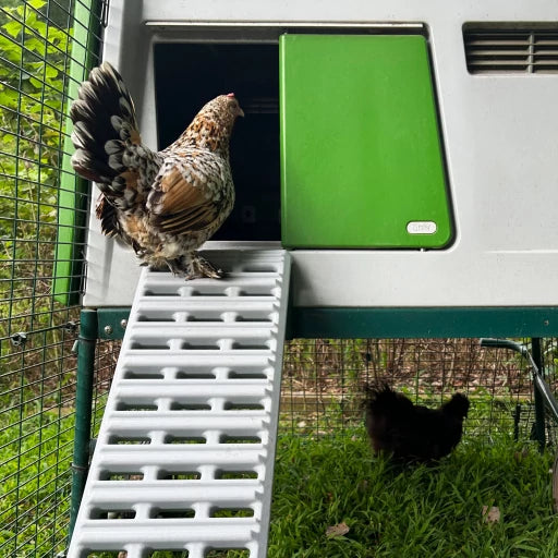 Ultimate Ladder for Eglu Cube Chicken Coop