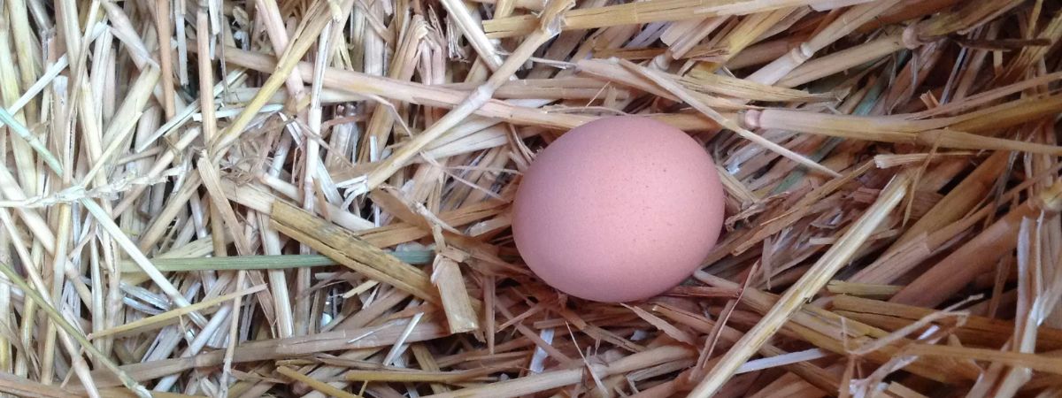 Only one egg on straw