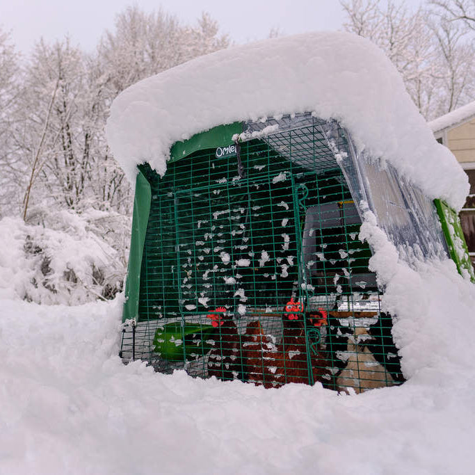 Chickens in a snowed in coop
