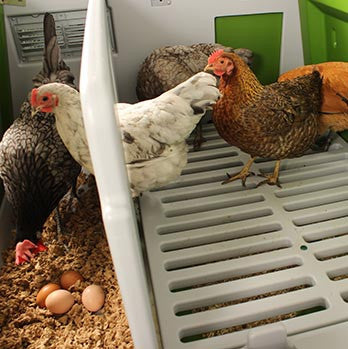 Omlet Eglu Cube Chicken Coop