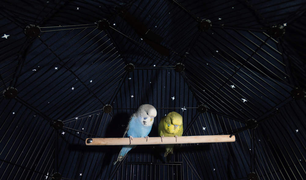 Geo Bird Cage Night Cover - Midnight Blue