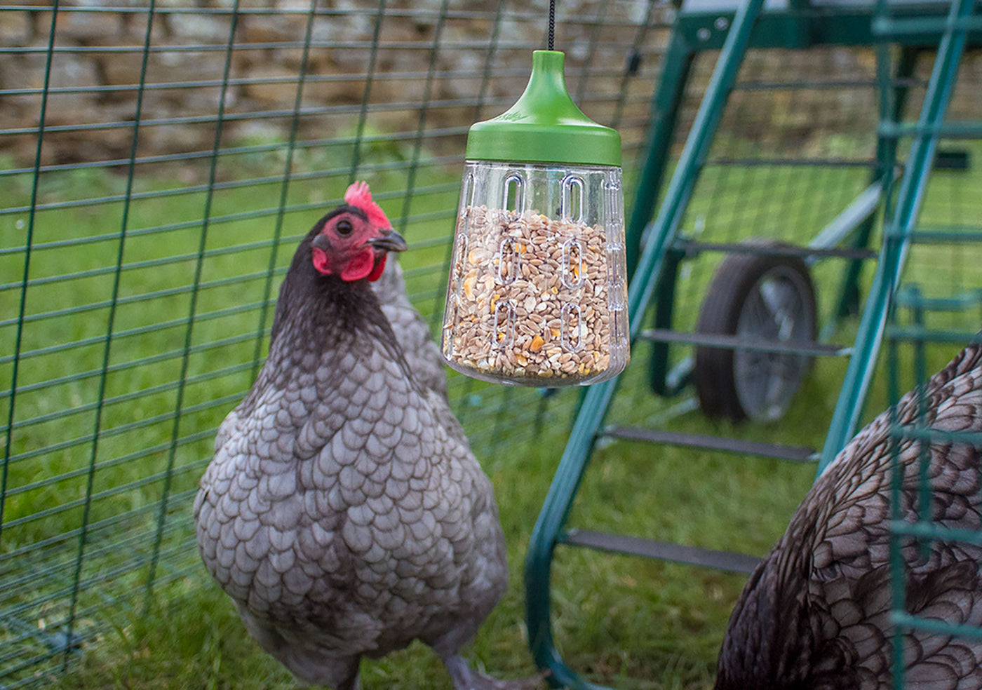 Chicken treat hotsell dispenser